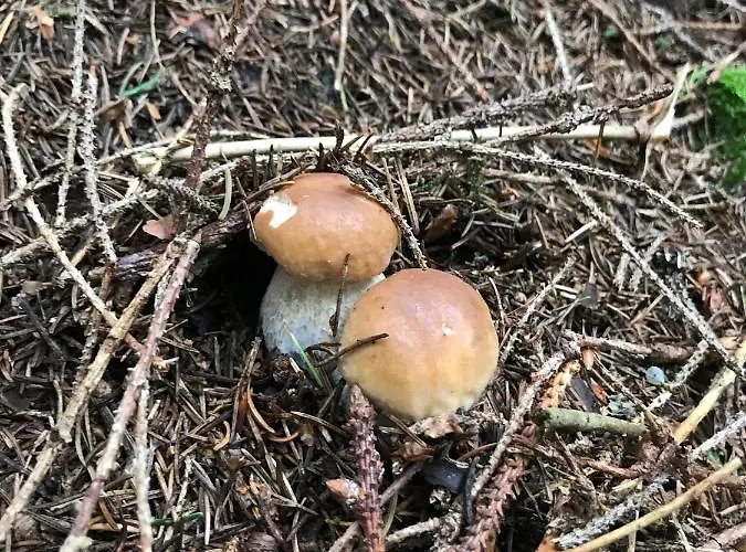 Cosy On Pokljuka - Brunarica Tinkara Brvnara Zgornje Gorje