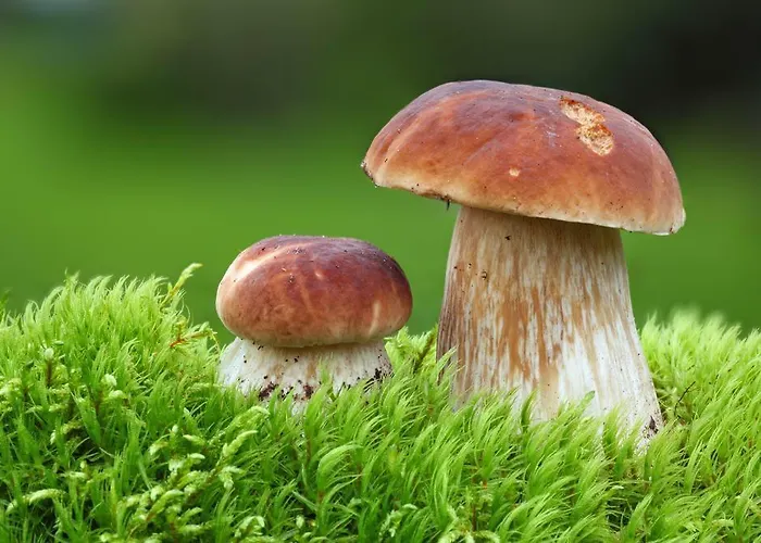 木屋 Cosy On Pokljuka - Brunarica Tinkara Zgornje Gorje